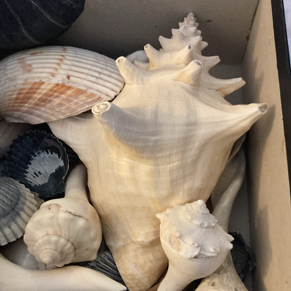 Shells and Conk Collection - Picture 3 of 3